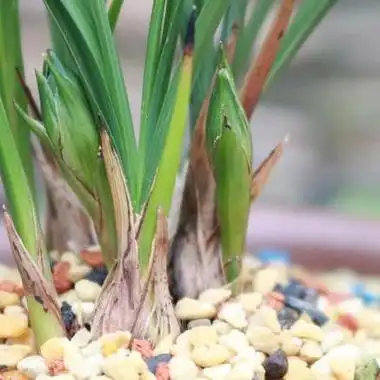 雅惠讲兰花 如何看叶识兰,是很多玩兰花.