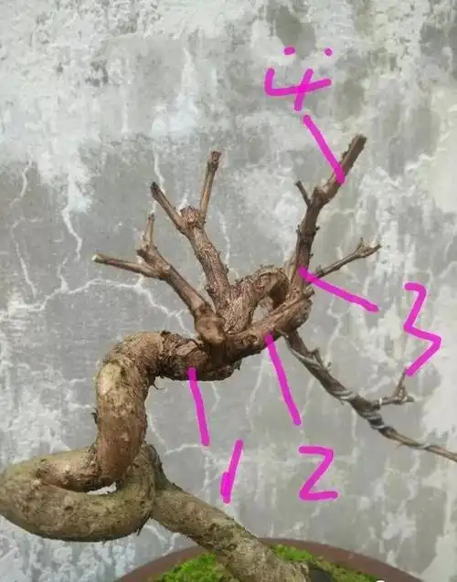 五张图片教你怎样识别树桩盆景的一二三级枝