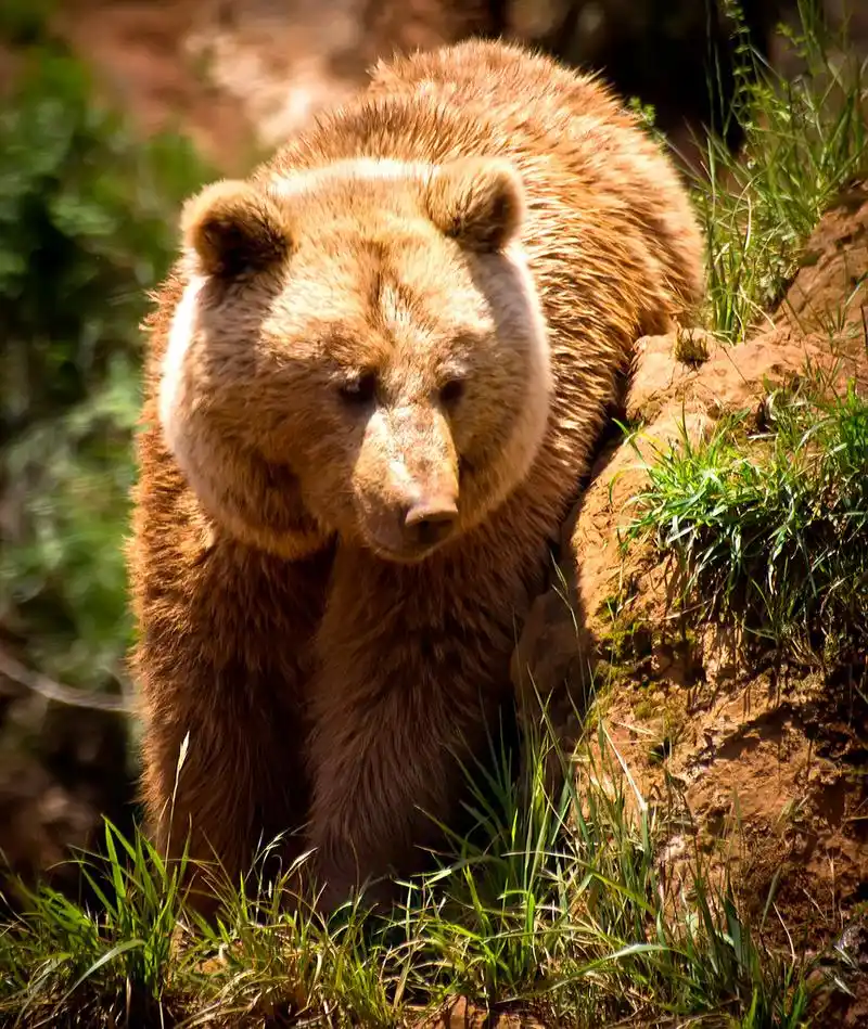 熊,一头棕色的熊的肖像