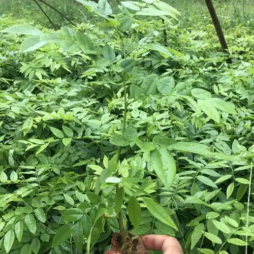 海南黄花梨苗 黄花梨 降香黄檀苗 带杯发货 珍稀树苗 支持代发