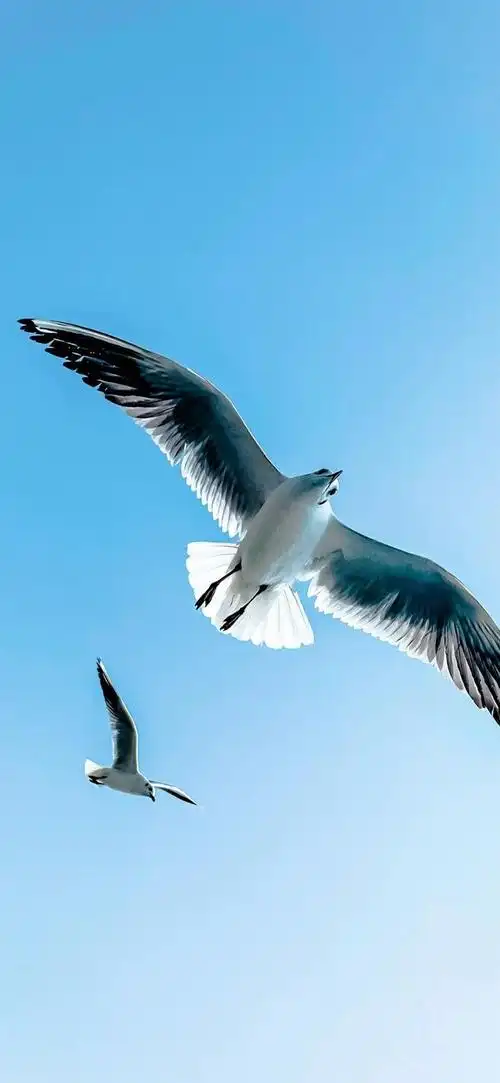 壁纸 动物 鸟 鸟类 660_1430 竖版 竖屏 手机