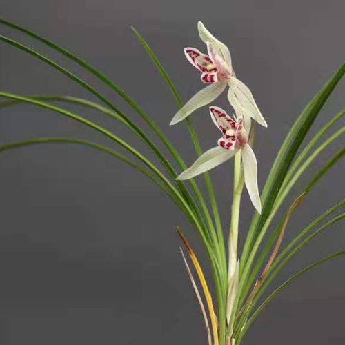 玉兔彩蝶 云南细叶莲瓣兰原生老种 高档花卉名贵兰花苗好养易成活