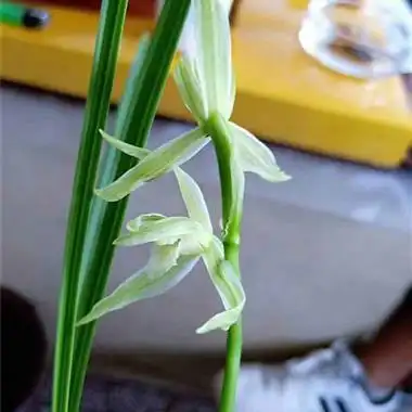 莲瓣兰水晶素 - 中国兰花交易网