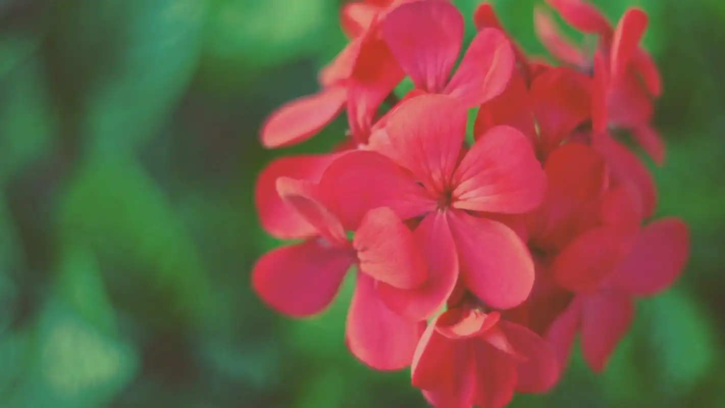 清新淡雅的花卉图片桌面壁纸-风景壁纸-手机壁纸下载-美桌网