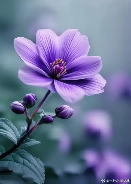 花花草草,唯美浪漫,尽情绽放,开的灿烂,漂亮极了!美到心醉