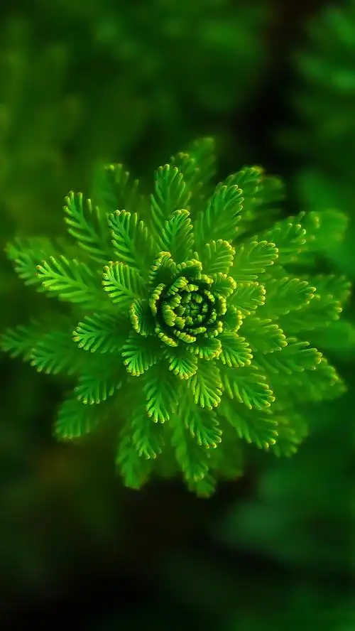 绿色系手机全屏壁纸