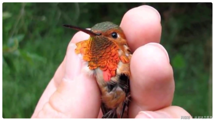 第六个 最小的鸟