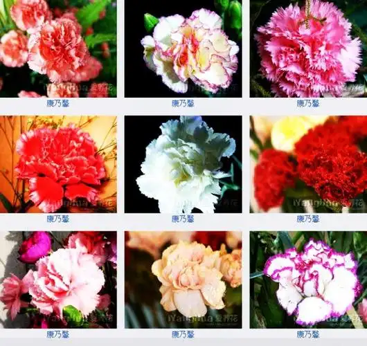 百花图谱展!每种花卉都标有花名 - 社会糗事大百科 - 社会糗事大百科