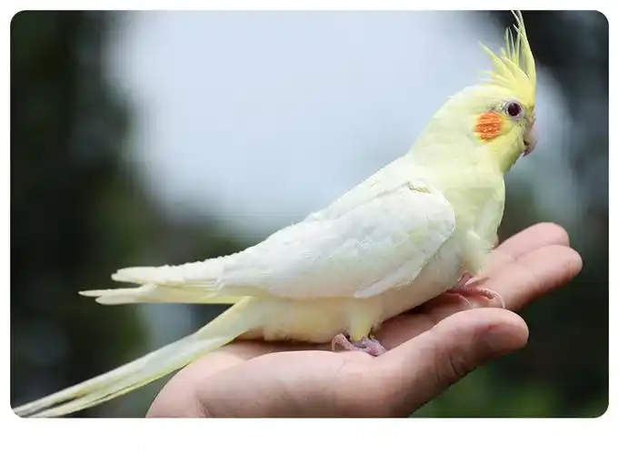 玄凤鹦鹉活体会说话手养宠物黄化玄凤一对可繁殖小鸟活物鹦鹉活鸟