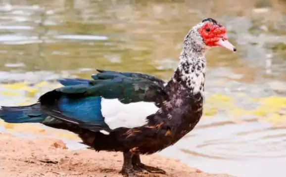 番鸭怎么养番鸭高效养殖技术