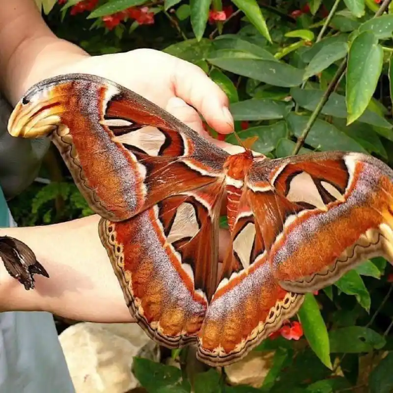 南京自然教育|神奇生物图鉴|大幺蛾子 名称:乌桕大蚕