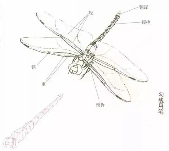 工笔画草虫之--蜻蜓画法