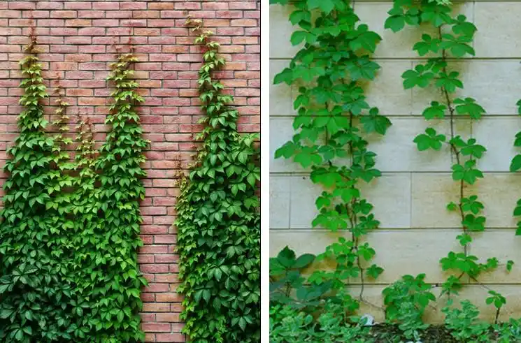 三叶爬山虎苗爬藤植物大苗室内阳台四季花卉盆栽庭院攀爬植物种子