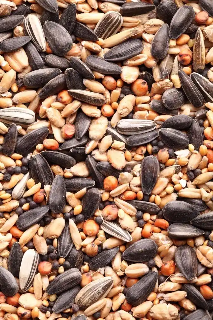 各种各样的种子.饲料的室外鸟