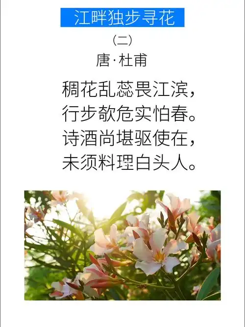每日一句古诗的韵味江畔独步寻花二