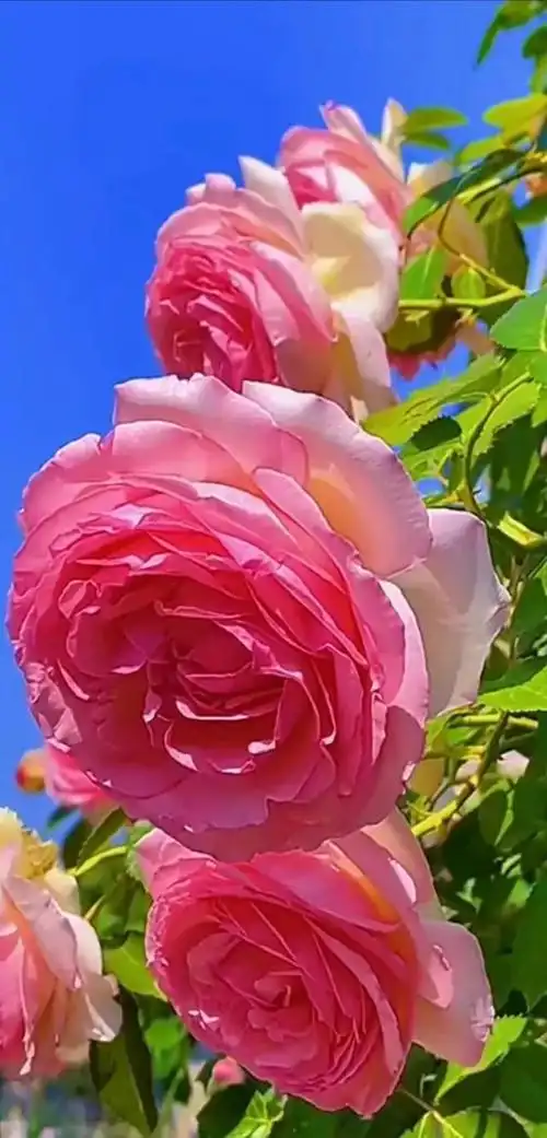 分享图片:这么美的花个个颜值高,五彩斑斓,花香沁人,令人陶醉