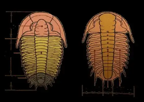 三叶虫结构示意图(引自《寒武纪统治者三叶虫》孔庆友)