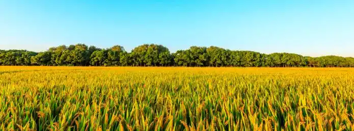 清晨农田里成熟的水稻和自然