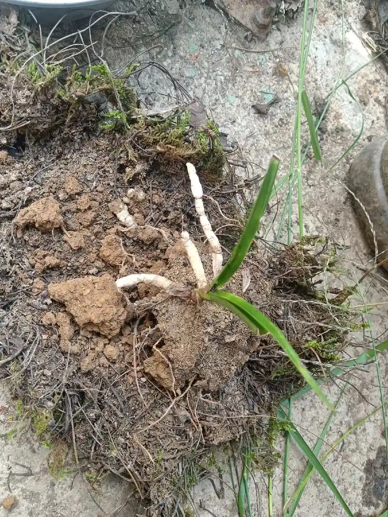 无叶兰,花开无叶,有叶无花.#国兰 #兰花 #爱兰花爱生活 - 抖音