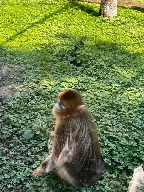 北京动物园##西直门三太子