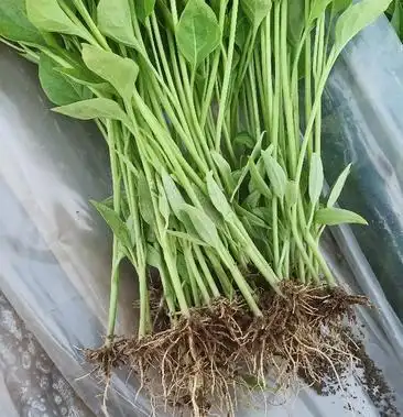 朝天椒辣椒苗一次性干摘辣椒苗 高产 抗病毒 抗虫害