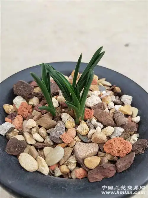 蕙兰矮种 - 中国兰花交易网