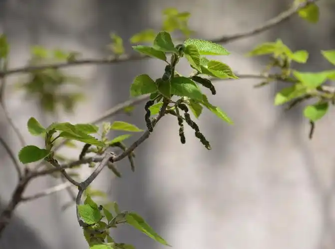 构树雄花可以吃的花