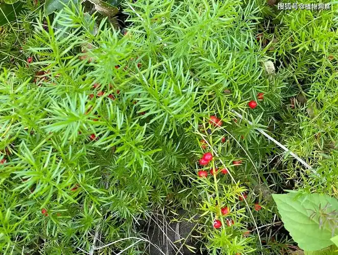 天门冬是一种价值极高的草本植物,它虽然不像鱼腥草,夏枯草,车前草