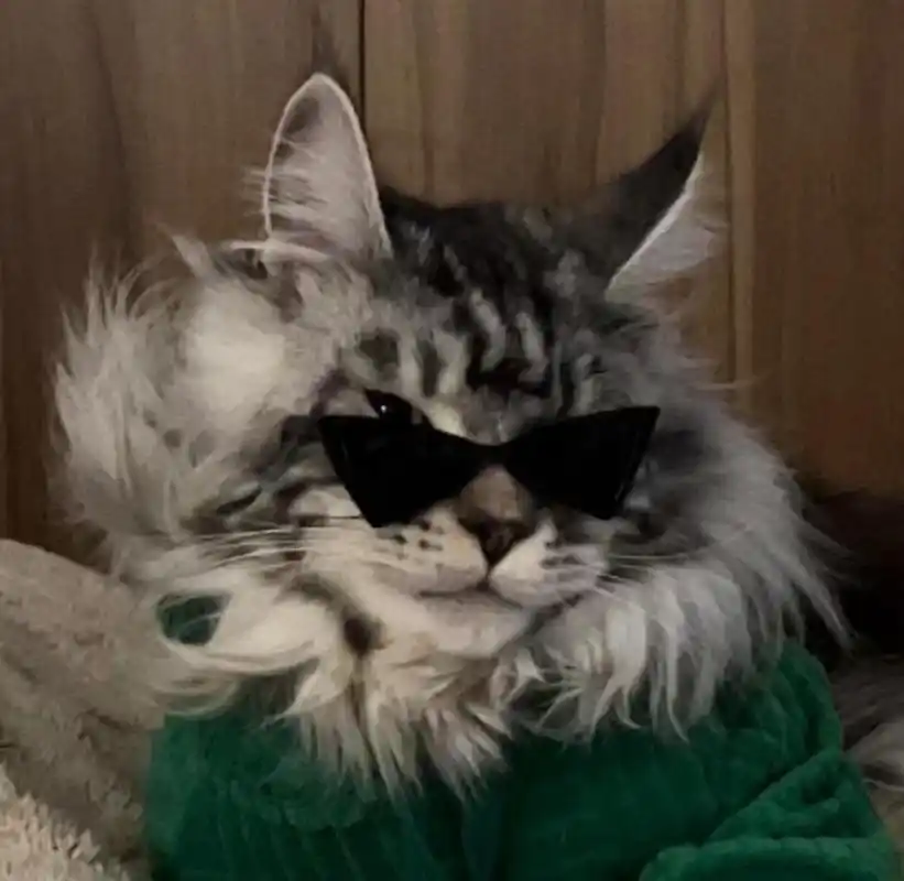 wechat猫咪酷拽头像