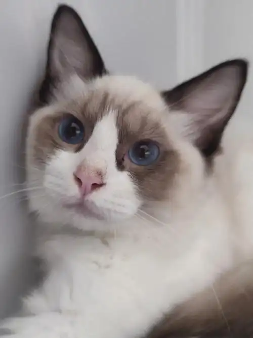 家养的布偶猫标价即卖价家养的猫