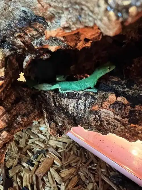 龙纹蓝绿都有就不挨个发视频了