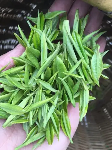 一叶一芯的青叶