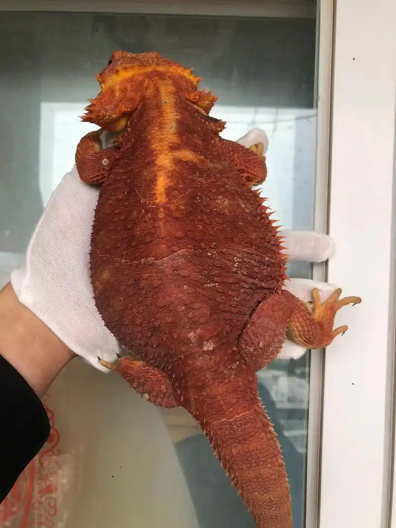 出精品红系鬃狮蜥,双隐母,成体,只同城.红系鬃狮蜥(只同城自 - 抖音