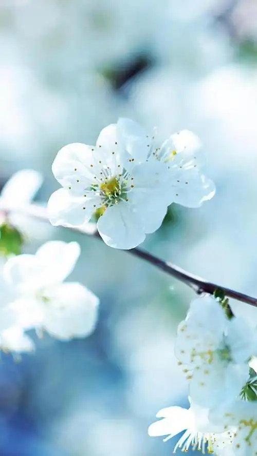 本文关键词:意境花图片小清新图片,小清新一朵花图片唯美,小清新的