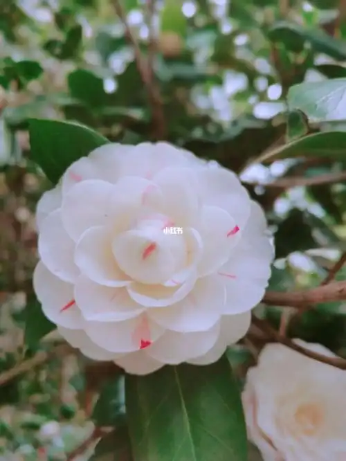 山茶花抓破美人脸