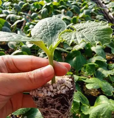 [西葫芦苗批发]西葫芦苗子耐低温高抗病产量高低温下彭瓜快进口品种有