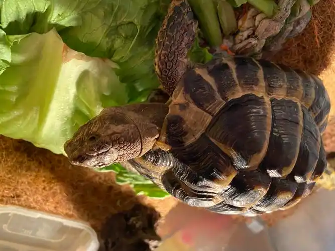 宠物陆龟 翘缘陆龟