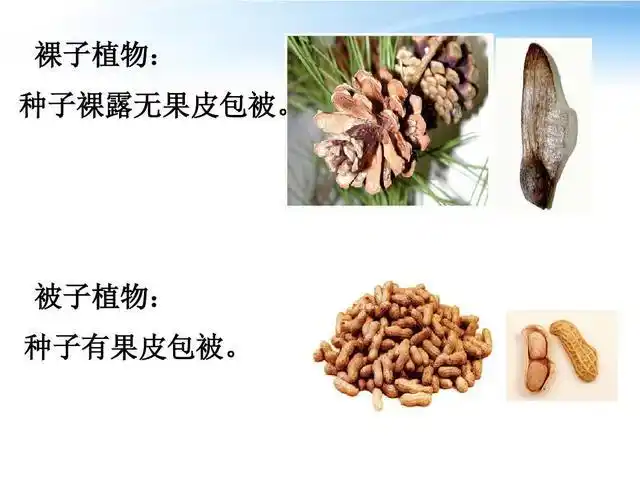 种子分为哪两类