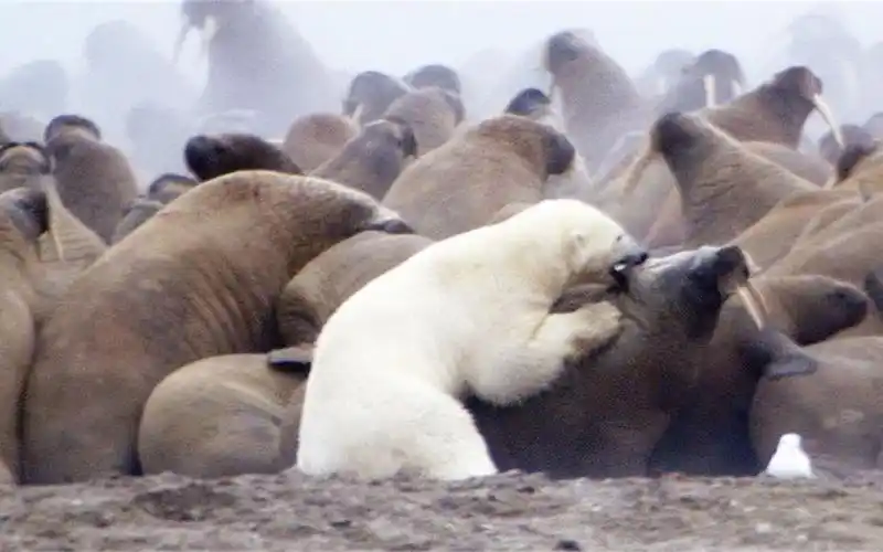饥饿的北极熊猎杀海象,出人意料的事情发生了,镜头拍下全过程
