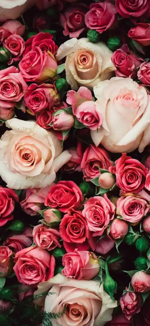 鲜花,玫瑰标签:许多粉红色玫瑰鲜花原图分辨率:1125x2436下载此壁纸