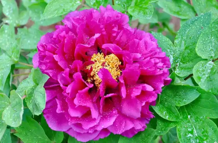 花卉摄影·牡丹