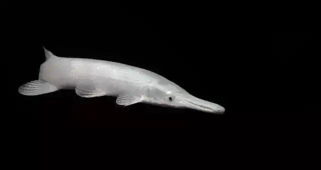 白化虎头鲨不吃食求大神解救(白化虎头鲨难养啊)-天晟网