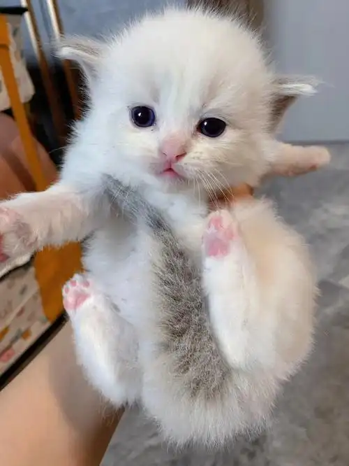 5只山猫纹布偶幼崽带走