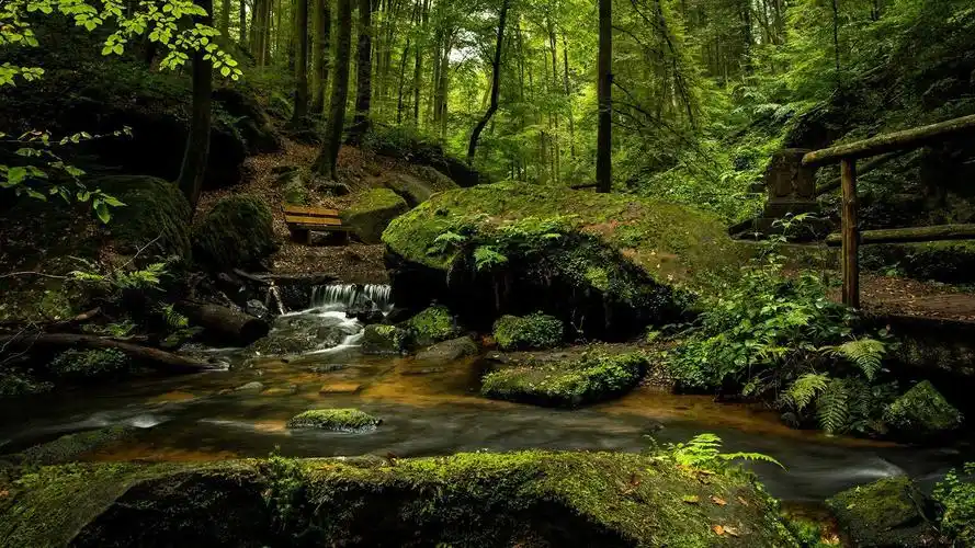 高清绿色苔藓养眼高清桌面壁纸