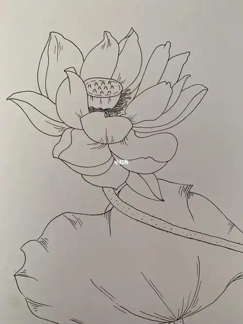 荷花线描