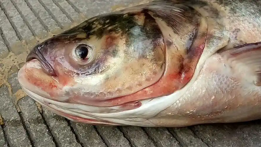 给大家分享这是一条长江里面的大鱼