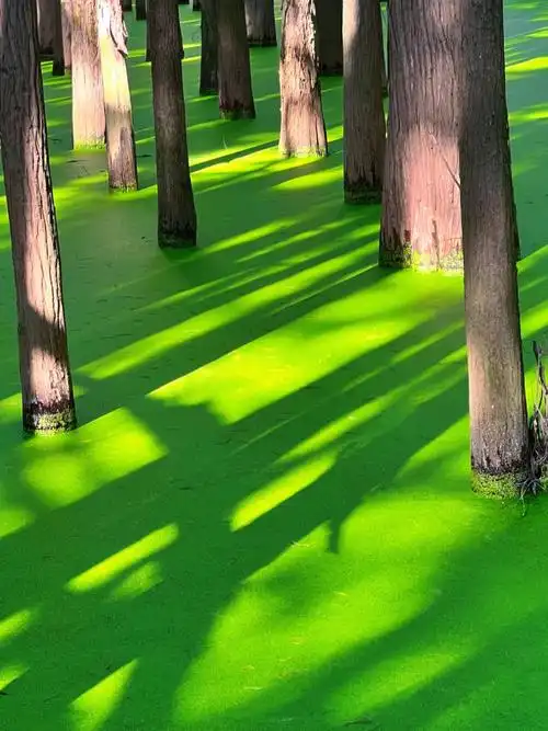 在杭州突然冒出30℃的那一天…7715我们来到了"青山湖"dangdang