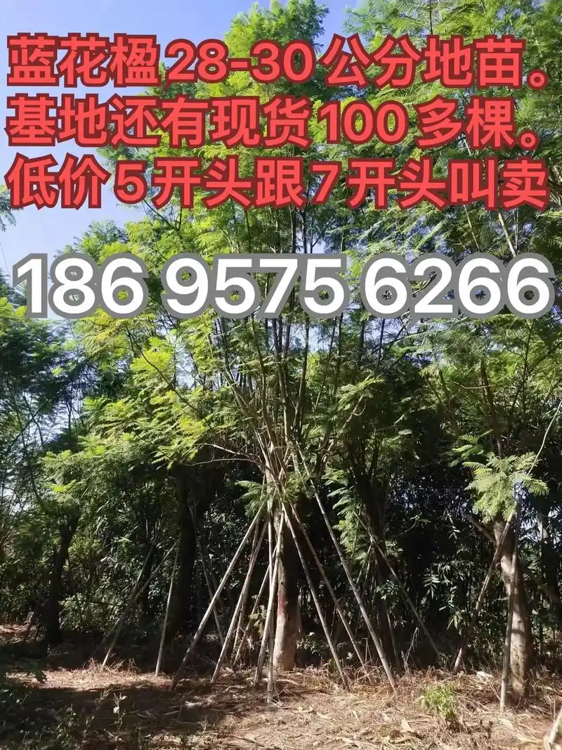 蓝花楹地苗28公分30公分批发