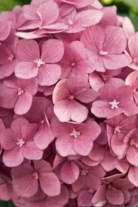 粉红色绣球花特写.美丽的绣球花盛开.娇嫩的花朵柔软的小花瓣.