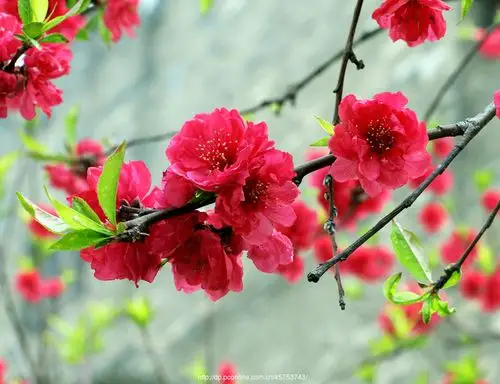 桃花盛开的地方